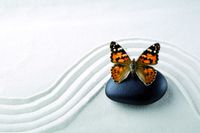 Flexicover Heizkörperverkleidung 60cm x 120cm, Schmetterling