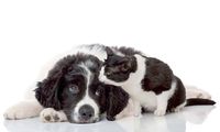 Flexicover Heizkörperverkleidung 60cm x 100cm, Hund & Katze