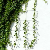 Rankhilfe mit Seilspanntechnik, 31-tlg.