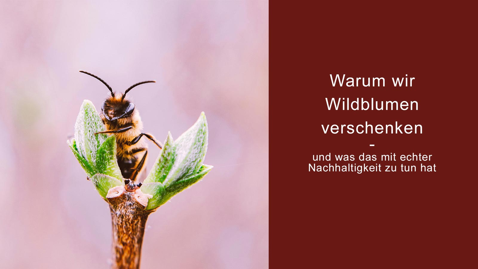 Wildblumen für mehr Nachhaltigkeit