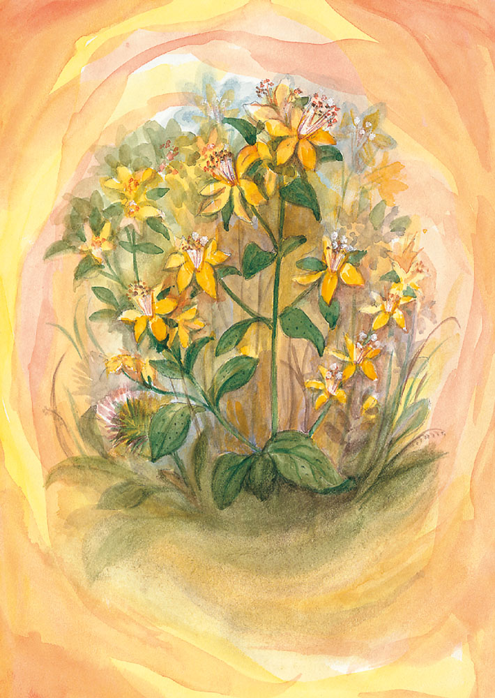 Postcard St. John's Wort