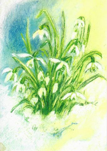 Postcard Snowdrops 