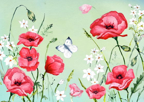 Postcard Poppies on Meadow