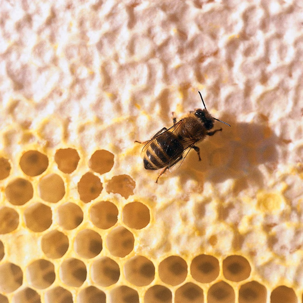 Everon lipverzorging Everon lipverzorging