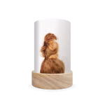 Toverlux Laternen-Schirme Set Feierlichkeiten - Het Wol Feetje Toverlux Laternen-Schirme Set Feierlichkeiten - Het Wol Feetje