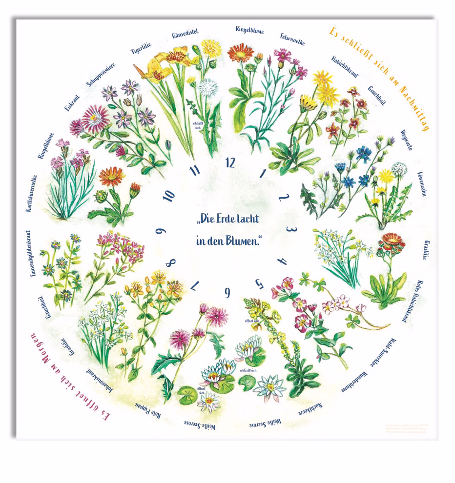 Waldow Verlag Poster Die Blumenuhr 50 x 50 cm _34321 Poster Die Blumenuhr
