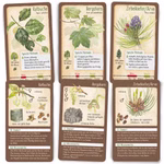 Tour durch die Natur - 50 heimische Bäume