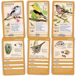 Tour durch die Natur - 50 heimische Singvögel