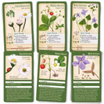 Tour durch die Natur - 50 heimische Pflanzen 