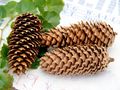 5x Zapfen Fichtenzapfen Braun Deko Natur Tischdeko Weihnachten Advent Basteln Herbst 3