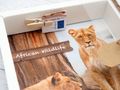Geldgeschenk Verpackung Afrika Safari Urlaub Reise Fernreise Geldverpackung Wildlife 6