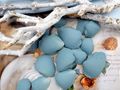 20 Stück Arca Arca Muscheln in Blau – als Streudeko, zum Basteln und zum Dekorieren im maritimen Stil  2
