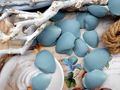 Echte Muscheln mit Riffelstruktur blau gefärbt eignen sich zum Basteln, für Tischdeko, maritime Wohnaccessoires oder florale Arrangements 4