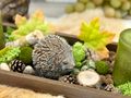 Herbstdeko Herbstgesteck mit einem Igel, Kerzen und Naturdeko als Tischdekoration im Herbst 3