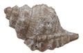 Muschel Schnecke Maritime Deko Dekomuschel Tischdeko Dekofigur 2