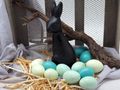 Eier Ostern Hühnereier ausgeblasen und gefärbt  5