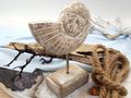 Deko Muschel Aufsteller Mangoholz Ammonit Sockel Ständer Säule Maritim Sommer Holzfigur 3