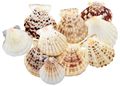 Jakobsmuscheln Natur Muscheln Tischdeko Maritim Sommer Deko 10 Stück Ø ca. 7cm 1