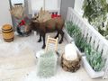 Wichtel Wäschezubehör Miniatur Waschbrett und Zinkwanne mit zwei Handtüchern  5