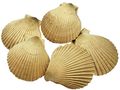 Muschelhälften Gold Naturprodukt zum Basteln & Dekorieren in Sommer Herbst Weihnachten ca. 5–7 cm, 5 Stück 1