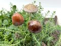 Deko Pilzstecker aus Steingut - naturinspirierte Deko für Herbst und Winter 3