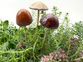 Deko Pilze Waldpilze Stecker aus Steingut -  ideal für Blumentöpfe, Gestecke, Garten, Balkon oder Blumenstecker 5