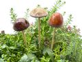 Pilz Blumenstecker aus Steingut in Natur, Braun oder Orange - eine natürliche Dekoration für drinnen wie draußen (unter Dach) 7