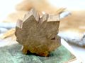 Deko Blatt Holz Ahorn Braun Natur  4