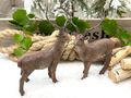 Zwei Hirsche Naturdeko für Herbst, Weihnachten, Winter - auf dem Adventstablett, der Fensterbank oder als Jäger Geburtstag Tischdekoration 5