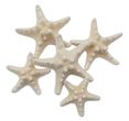 Echte Seesterne Gebleicht 5,5 –8 cm – Maritime Deko, Streudeko, Basteln, Tischdeko, Hochzeit, Stranddeko 5 Stück  1