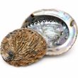 2 Muscheln Abalone Natur Tischdeko Maritim Sommer Deko Basteln ca. 13,5 - 16cm  5