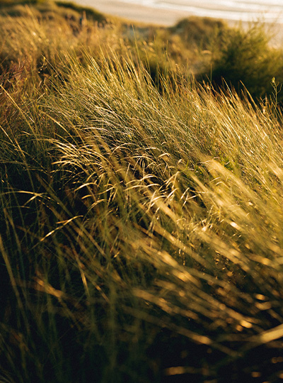 Spirit of Nature