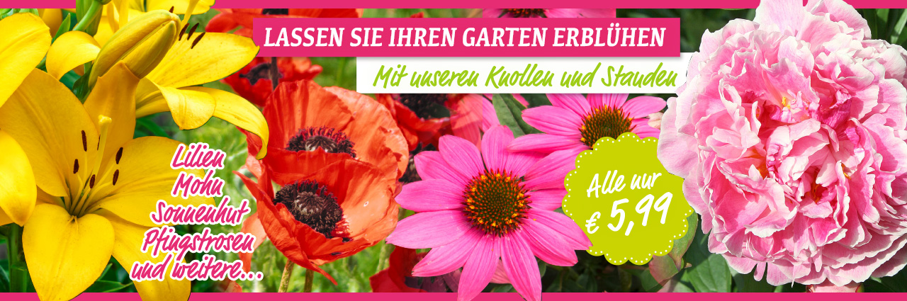 Pflanzen / Blumen