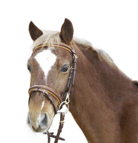 Euroriding Trense Euro-Club ER-04, engl. RH mit London unterlegt Größe Pony