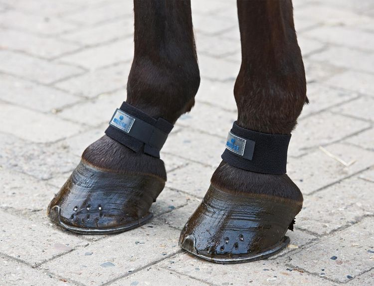 Busse Gurtzügel Für Thiedemann-Kombination - 18mm Breit, 120-140cm, Mit 3 D-Ringen