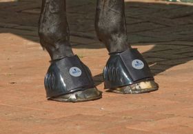 Busse Hufglocken Sturdy