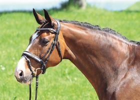 Euroriding Trense RENO, schw, Reithalfter, Natural Line