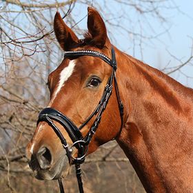 Euroriding Trense NEWBURY, schwed. Reithalfter, British Line