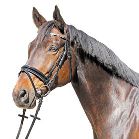 Euroriding Trense Grasse schwedisches Reithalfter mit Lack 