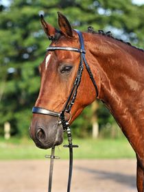 Euroriding Trense Diamond- BAYONNE, hannoversches Reithalfter in schwarz