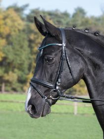 Busse Trense Shetty Fashion Schwarz-Kristall Türkis