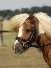 Busse Trense Shetty Little Schwarz-Pink