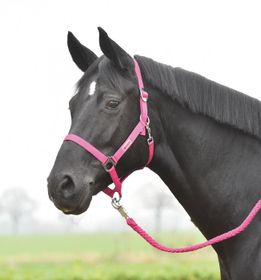 Busse Halfter Hansa in Pink