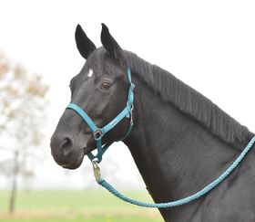 Busse Halfter Hansa in Petrol