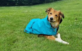 Bucas Freedom Hundemantel in Sweet Blue