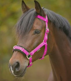 Waldhausen Longierhalfter Economic in Pink