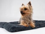 TrendPet Hundedecke Harmony in anthrazit 