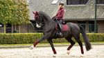 LeMieux Dressurschabracke Crystal Suede Dressage Pad burgundy