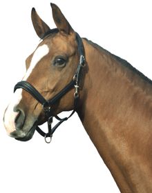 Euroriding Halfter Boston, Natural Line