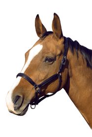 Euroriding Halfter New Orleans Natural Line